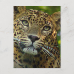 Cartão Postal Cartão-postal Leopard