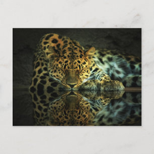 Cartão Postal Cartão-postal Leopard