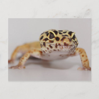 Cartão Postal Cartão-postal Leopard Gecko