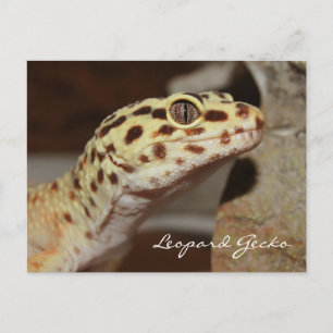 Cartão Postal Cartão-postal Leopard Gecko