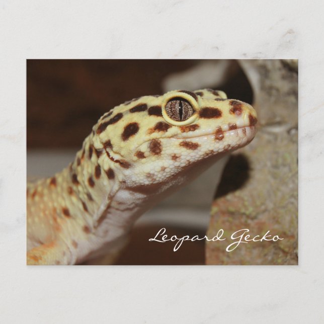 Cartão Postal Cartão-postal Leopard Gecko (Frente)