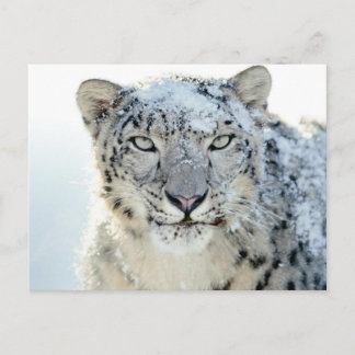 Cartão Postal Cartão-postal - Leopardo de Neve