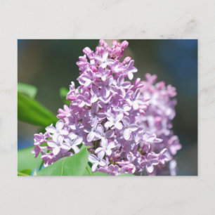 Cartão Postal Cartão-postal Lilac lavanda