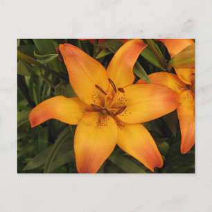 Cartão Postal Cartão-postal Lily