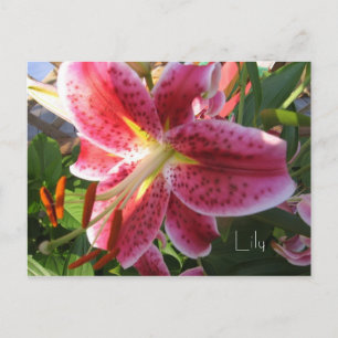 Cartão Postal Cartão-postal Lily