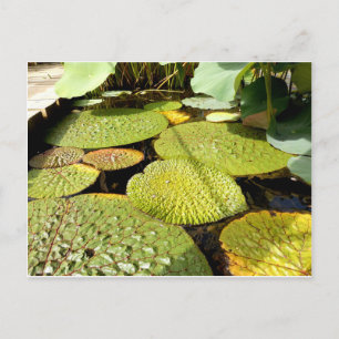 Cartão Postal Cartão-postal Lily Pads