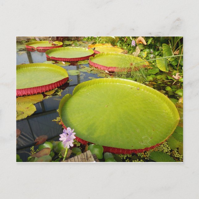 Cartão Postal Cartão-postal Lily Pads (Frente)