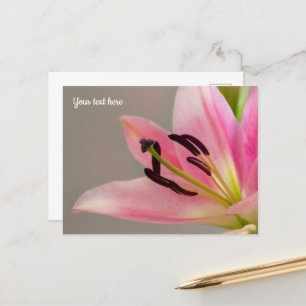 Cartão Postal Cartão-postal Lily Rosa