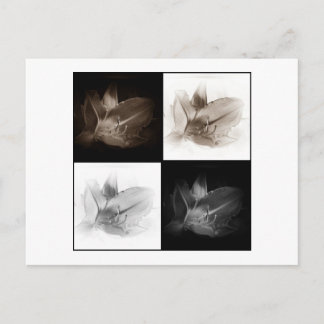 Cartão Postal Cartão-postal Lily Sepia e Black White Collage