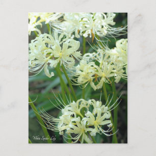 Cartão Postal Cartão-postal ［ Lily White Spider ］