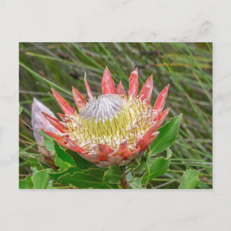 Cartão Postal Cartão-postal - Linda Protea da Cidade do Cabo