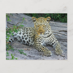Cartão Postal cartão-postal lindíssimo leopardo