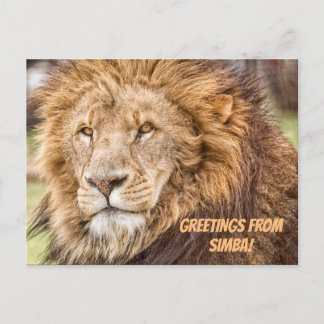 Cartão Postal Cartão-postal Lion Safari