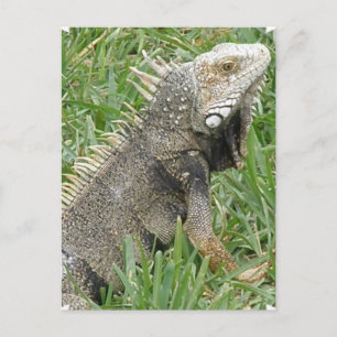 Cartão Postal Cartão-postal Lizard