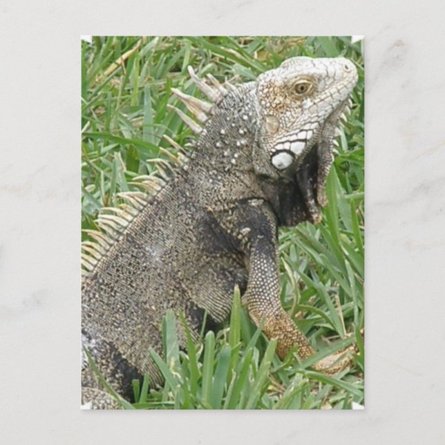 Cartão Postal Cartão-postal Lizard (Frente)