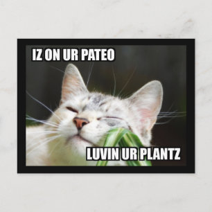 Cartão Postal Cartão-postal LOLCat Sassy