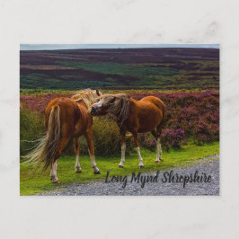 Cartão Postal Cartão-postal Long Mynd Wild Ponies