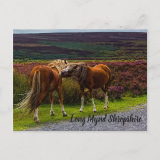 Cartão Postal Cartão-postal Long Mynd Wild Ponies