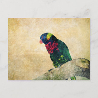 Cartão Postal Cartão-postal Lorikeet