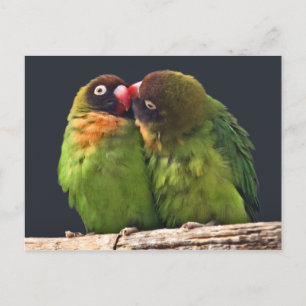 Cartão Postal Cartão-postal Lovebird Kiss