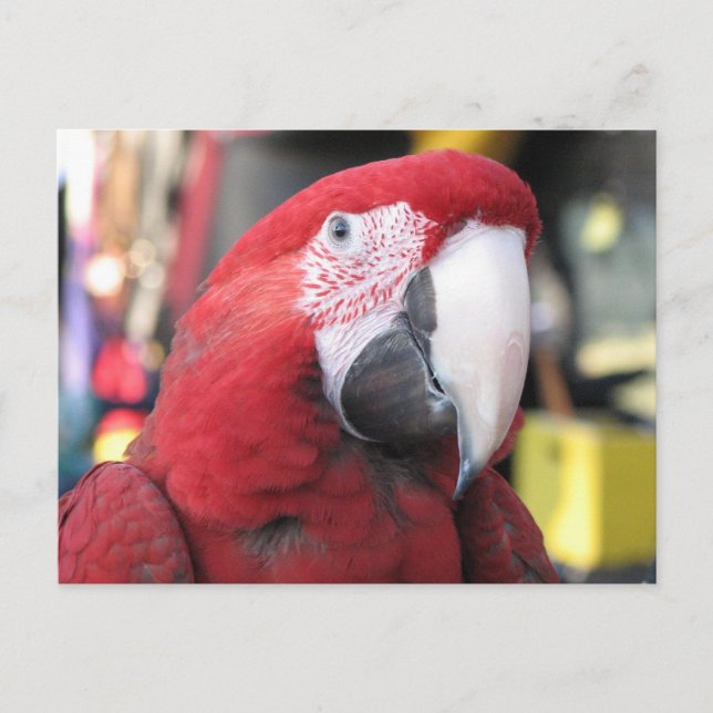Cartão Postal Cartão-postal Macaw (Frente)