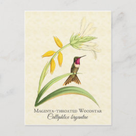 Cartão Postal Cartão-postal Magenta Throated Hummingbird