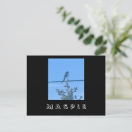 Cartão Postal Cartão-postal Magpie Nature