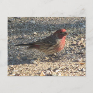 Cartão Postal Cartão-postal Male House Finch
