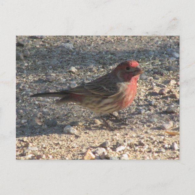 Cartão Postal Cartão-postal Male House Finch (Frente)