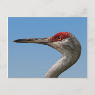 Cartão Postal Cartão-postal Male Sandhill Crane
