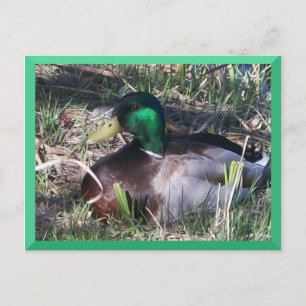 Cartão Postal Cartão-postal Mallard
