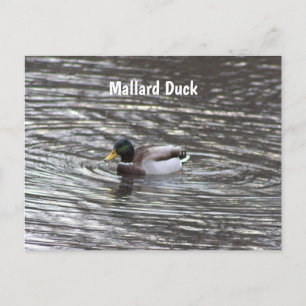 Cartão Postal Cartão-postal Mallard Duck