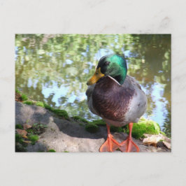 Cartão Postal Cartão-postal Mallard em Boise