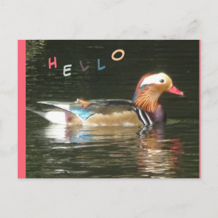 Cartão Postal Cartão-postal Mandarin Duck Hello