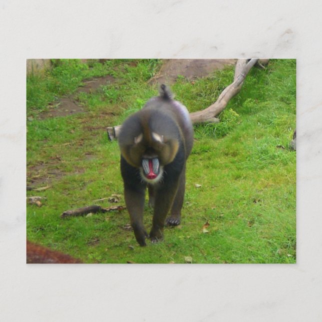 Cartão Postal Cartão-postal Mandrill (Frente)