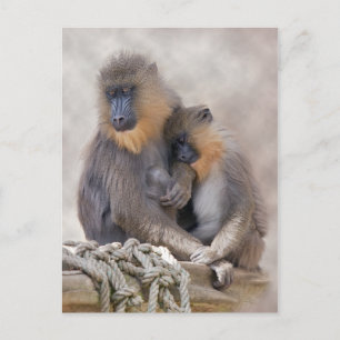 Cartão Postal Cartão-postal Mandrill e Young