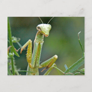 Cartão Postal Cartão-postal Mantis 475