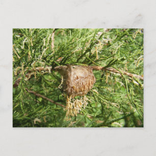 Cartão Postal Cartão-postal ~ Mantis Emergente