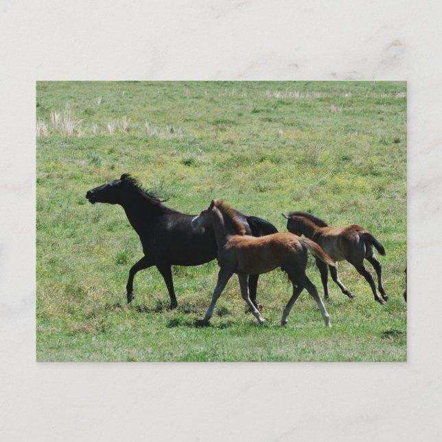 Cartão Postal Cartão-postal - Mare & Foals em execução (Frente)