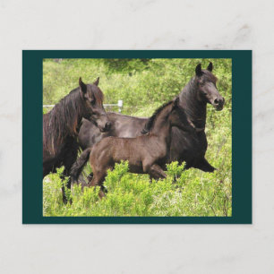 Cartão Postal Cartão-postal Mares