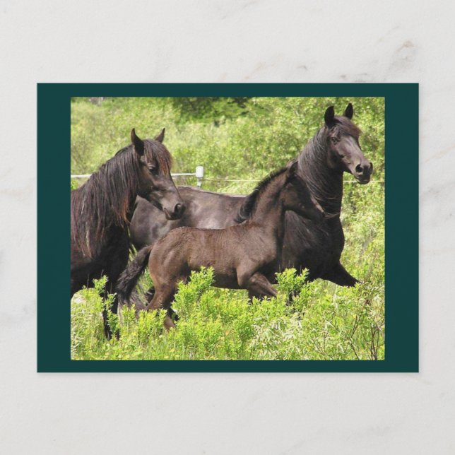 Cartão Postal Cartão-postal Mares (Frente)