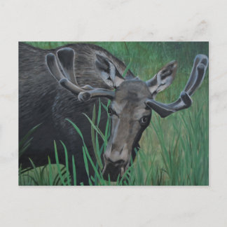 Cartão Postal Cartão-postal Marysville Moose
