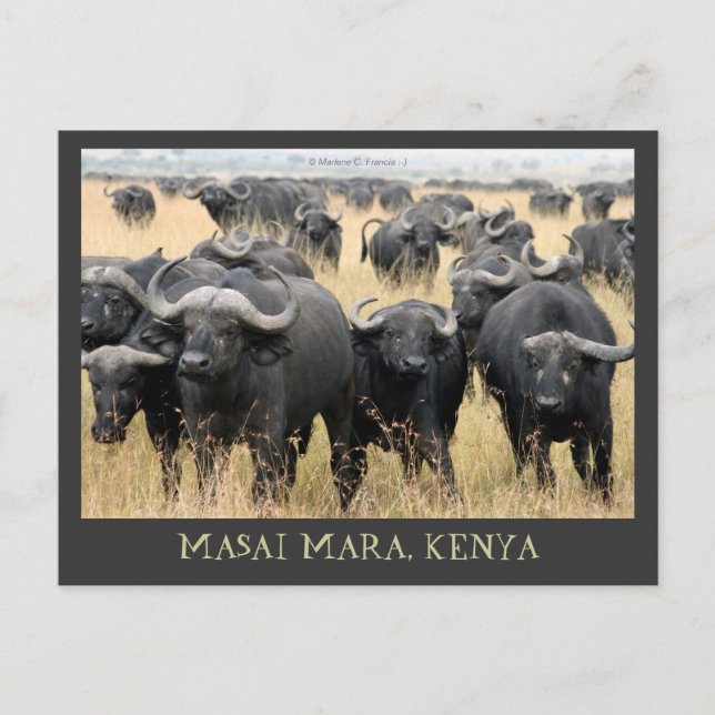 Cartão Postal Cartão-postal Masai Mara African Buffaloes Kenya (Frente)