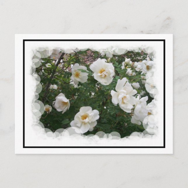 Cartão Postal Cartão-postal May Flowers (Frente)