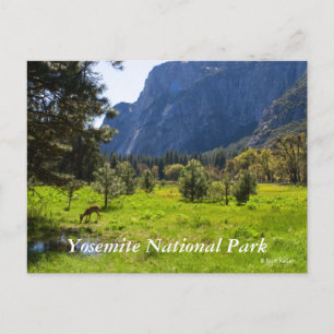 Cartão Postal Cartão-postal Meadow em Yosemite