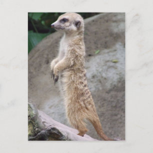 Cartão Postal Cartão-postal Meerkat Posto