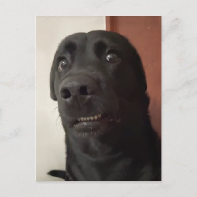 Cartão Postal Cartão-postal Memória de Cachorro Assustada (Frente)