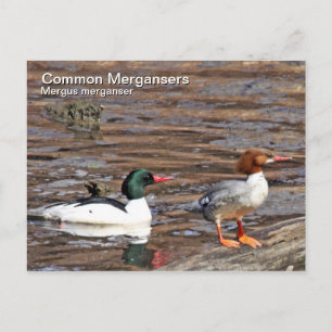 Cartão Postal Cartão-postal Merganser comum