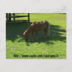 Cartão Postal Cartão-postal Mini Horse