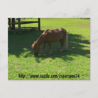 Cartão Postal Cartão-postal Mini Horse